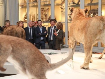 Les Bordelais redécouvrent leur Muséum