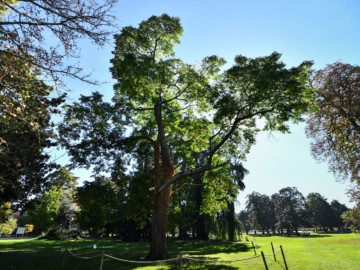 Bordeaux nature